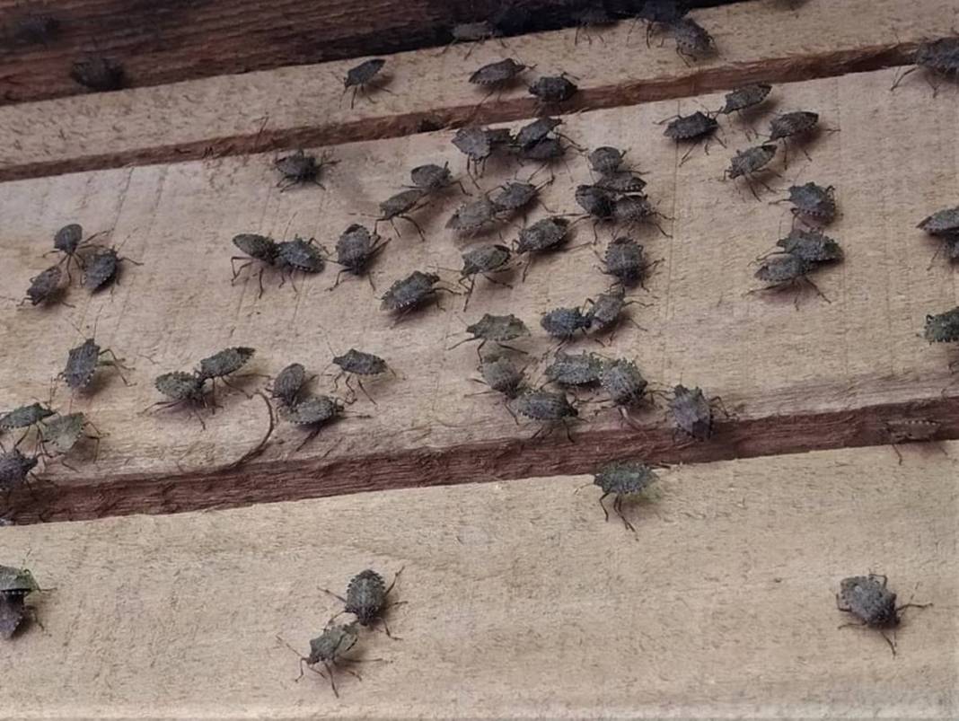 Samsun, Ordu, Sinop, Trabzon istila altında: Gördüğünüz yerde öldürün! Bu işin şakası yok, seferberlik ilan edilmeli! 38